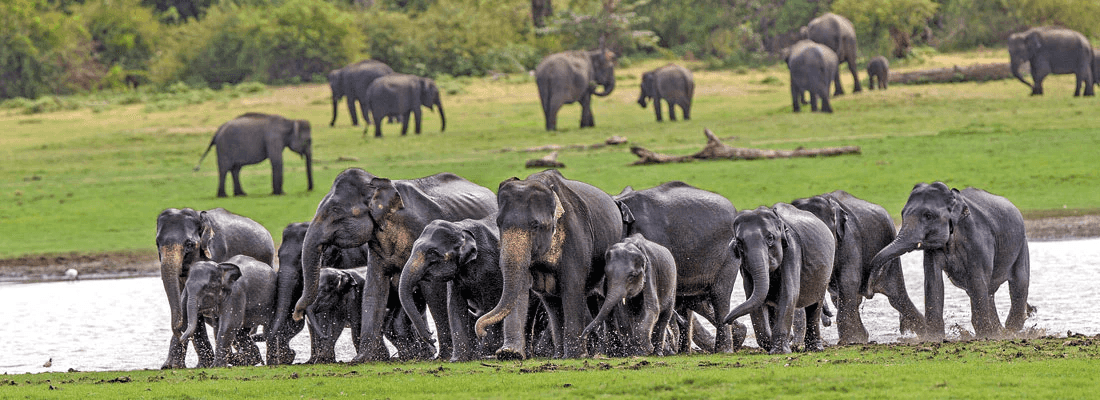 Udawalawe National Park