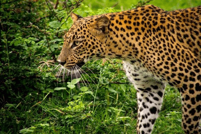 Yala National Park