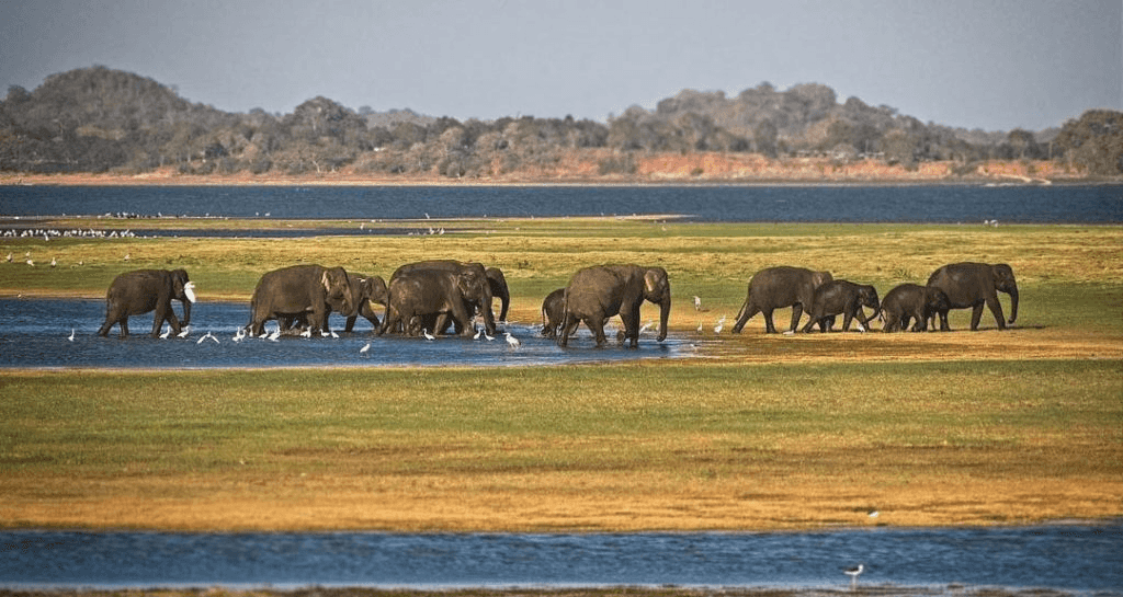Minneriya National Park